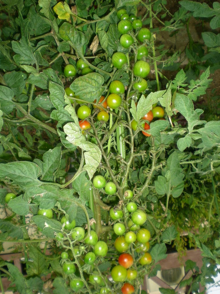 2010年8月6日(金)トマトもミカンも鈴なり~!_f0060461_8104086.jpg
