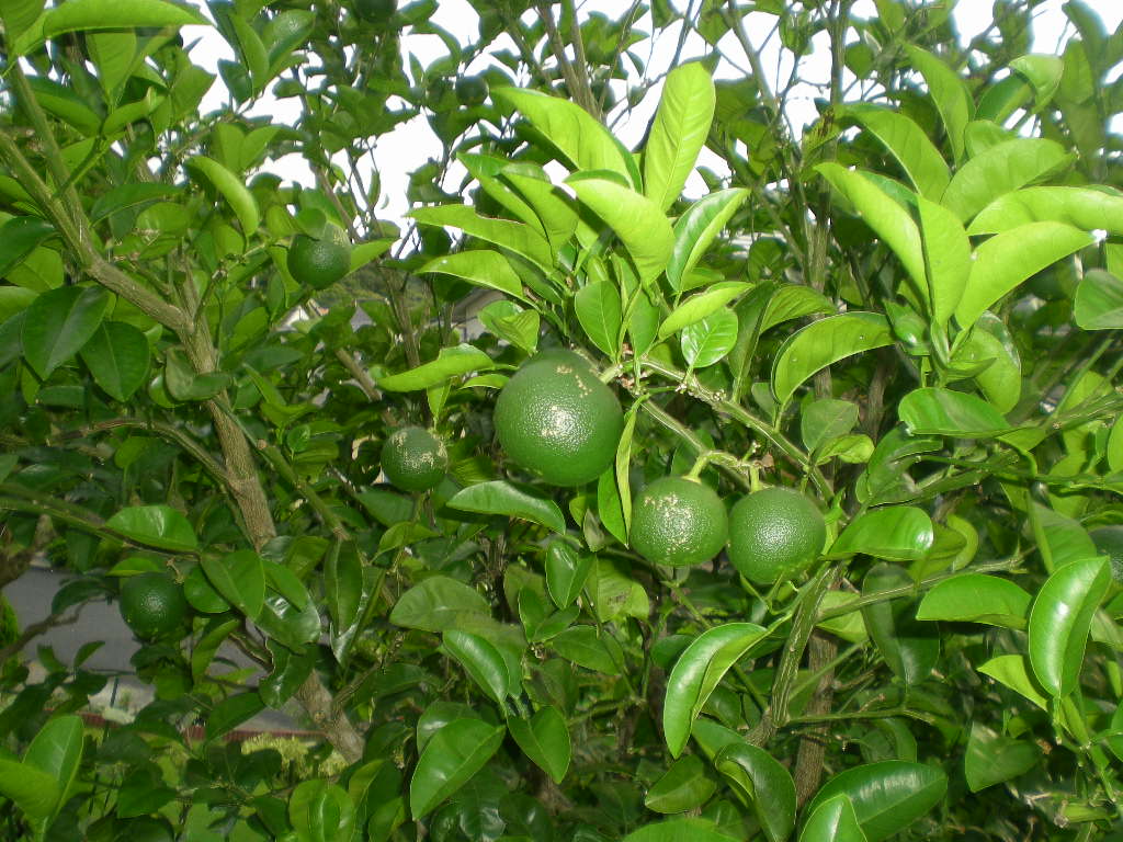 2010年8月6日(金)トマトもミカンも鈴なり~!_f0060461_8111819.jpg
