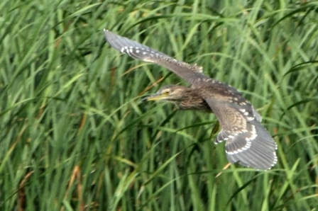 ★先週末の鳥類園(2010.7.31~8.1)_e0046474_0245317.jpg