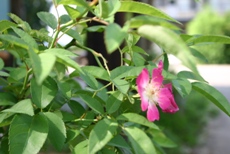 c0057781_86286.jpg
