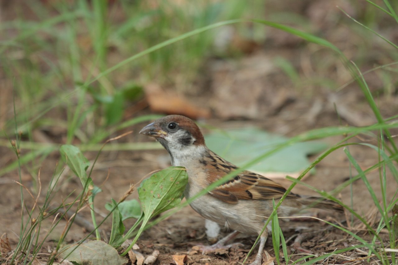 【2010年ＭＭ公園の鳥達（１５）】_e0167295_23393776.jpg