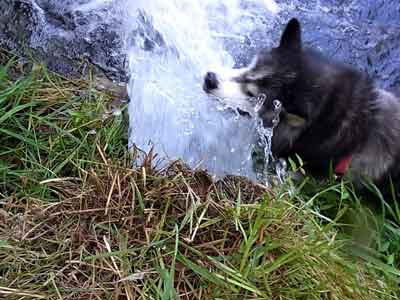 水遊び　　　2010.08.08_e0001110_23105072.jpg