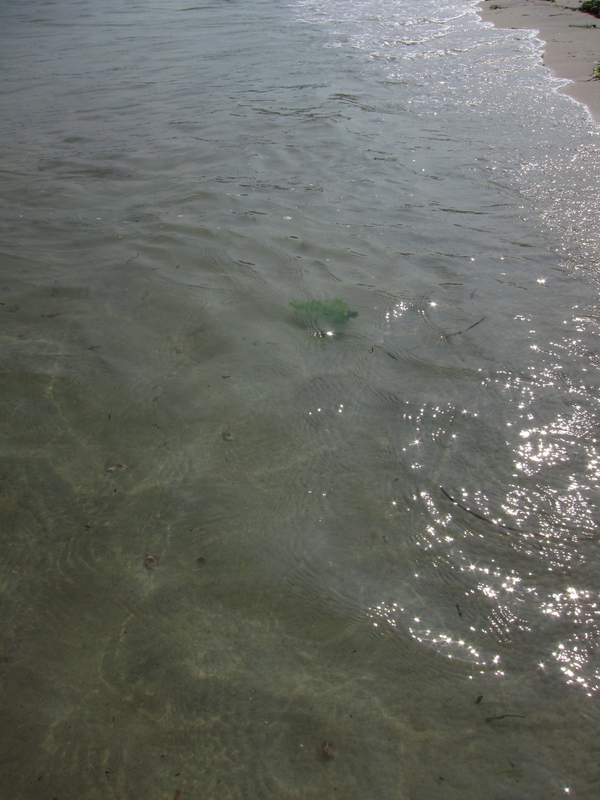 c0120817_1251014.jpg
