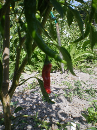 c0124619_3232267.jpg