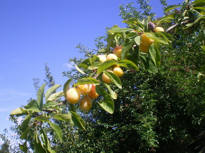 c0124619_6173453.jpg
