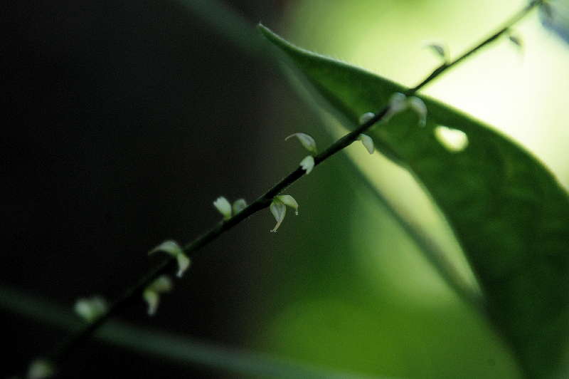 水引の花_d0018223_5284752.jpg