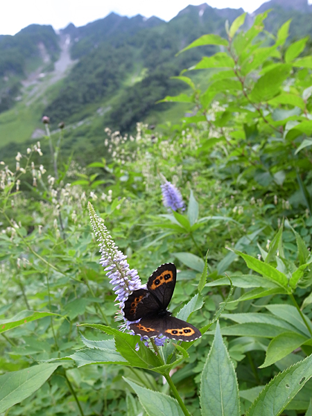 高山蝶はじめました2010 ⑤クモマベニヒカゲ : フィールドノート