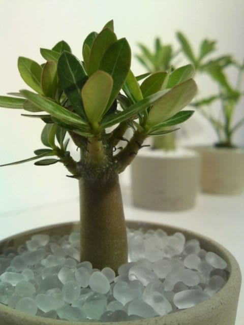 バオバブ Ru Ga Staff Blog バオバブ Ru Ga Staff Blog