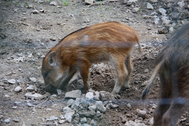 c0153740_35406.jpg