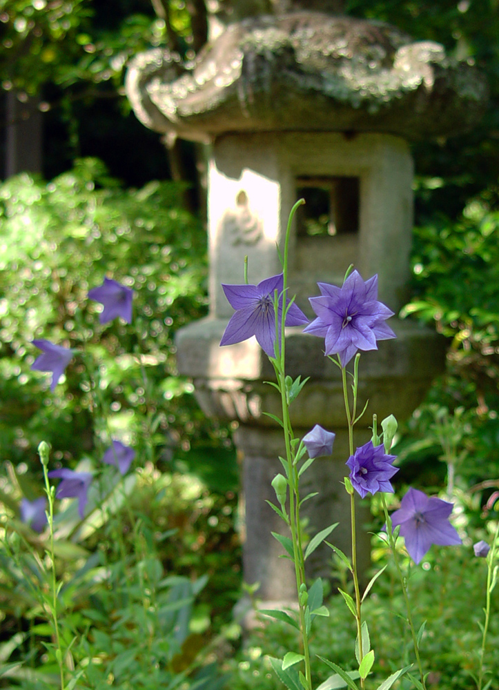 奈良市　円成寺（えんじょうじ）　キキョウ_c0108146_23554180.jpg