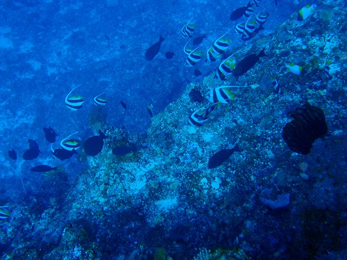 c0180460_635544.jpg