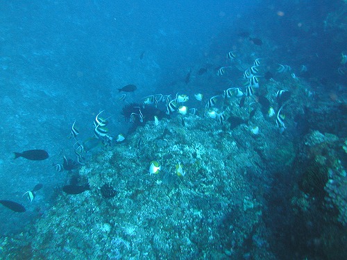 c0180460_642276.jpg