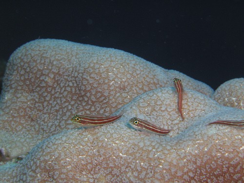 c0180460_653756.jpg