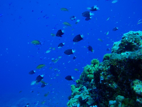 c0180460_655549.jpg
