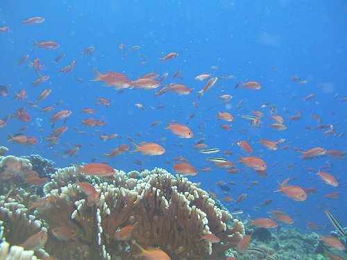 c0180460_662383.jpg