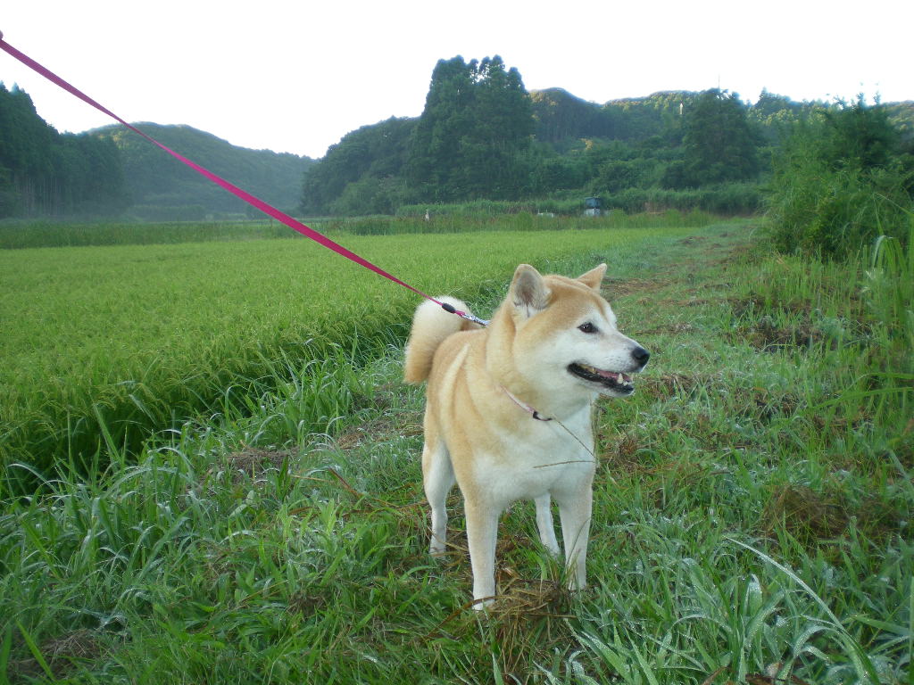 2010年8月7日(土)こころちゃんがのぞく猫の夏!_f0060461_923271.jpg