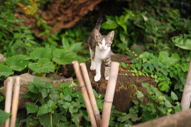 小江戸川越 ~猫屋敷~_f0222161_2331319.jpg