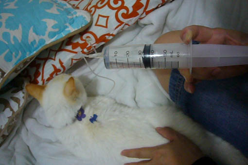 injection._c0153966_21171829.jpg
