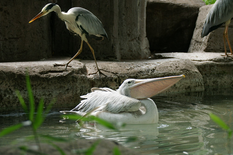 多摩のペリカン池の風景_b0190068_20374281.jpg