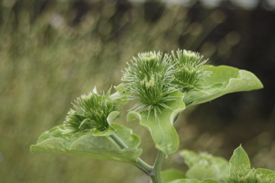 牛蒡の花。掘るのが大変。_c0027369_81519100.jpg