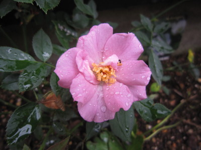 c0202870_10301879.jpg