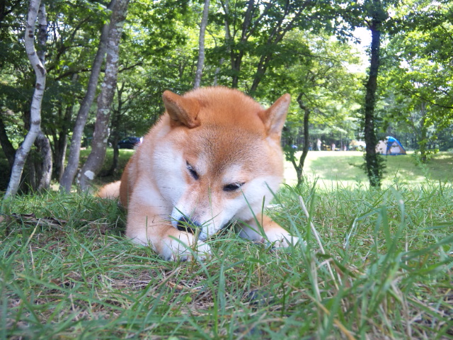 何にもしてません_a0126590_1113250.jpg