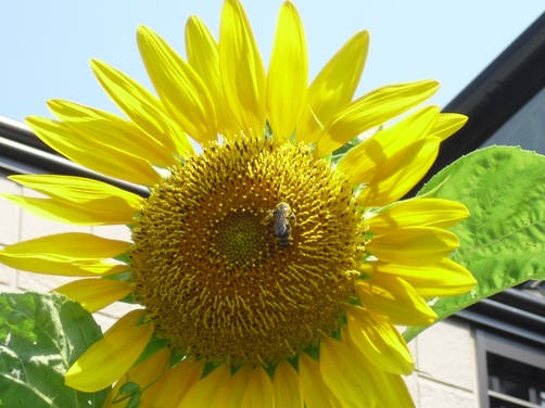 c0109090_16411533.jpg