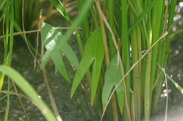 e0070891_1836182.jpg