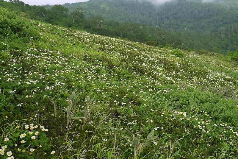 8月4日、赤岳の花－チングルマをメインに－_f0138096_1723570.jpg