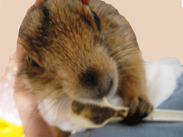 c0173697_045971.gif
