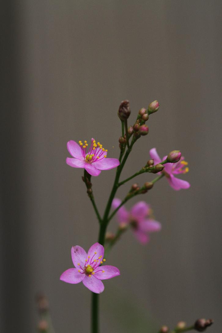 線香花火の儚さにも似て ハゼラン そよ風のつぶやき