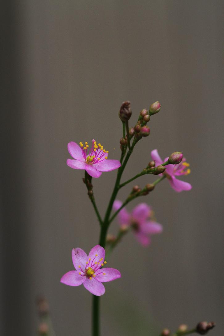 線香花火の儚さにも似て　・・・　≪　ハゼラン　≫_a0140000_17363293.jpg