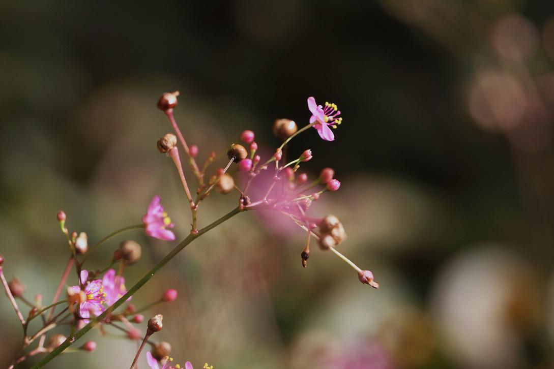 線香花火の儚さにも似て ハゼラン そよ風のつぶやき