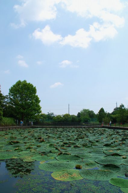 水元公園の元少年たち_a0169902_1711630.jpg