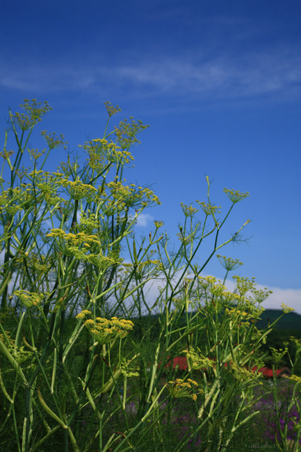 青山高原のお花畑_f0181310_9404372.jpg