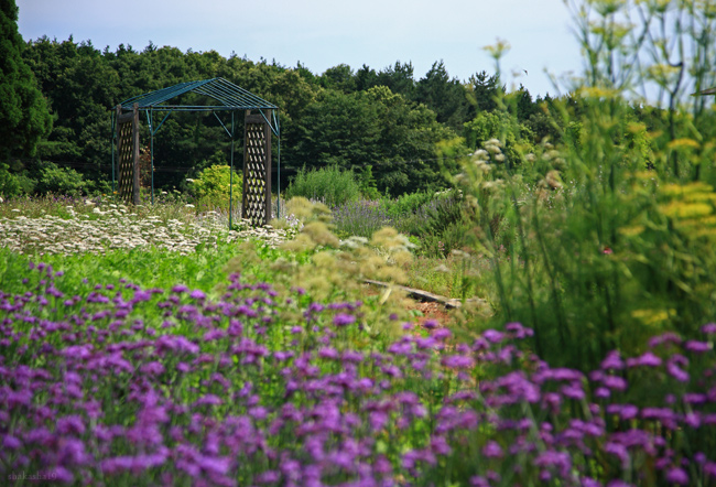 青山高原のお花畑_f0181310_9411262.jpg