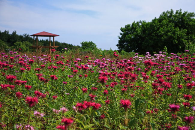 青山高原のお花畑_f0181310_9412880.jpg