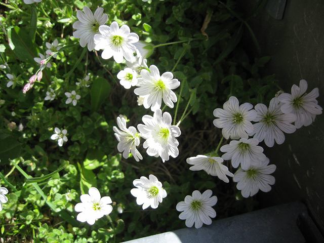 c0167813_16351889.jpg