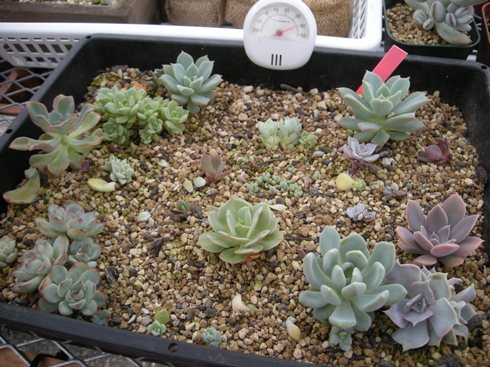 多肉植物　リラシナ錦　葉挿し　根っ子なし 多肉植物 リラシナ錦 葉挿し 根っ子なし エケベリアとは 動植物