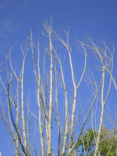 c0124619_2311598.jpg