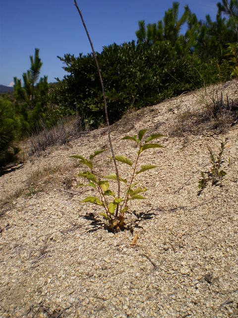 f0142721_1745080.jpg
