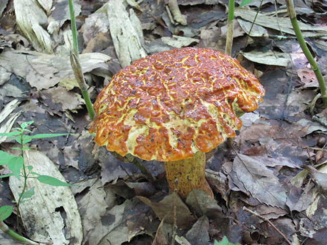 c0141223_12251730.jpg