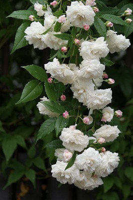 f0170524_11393942.jpg