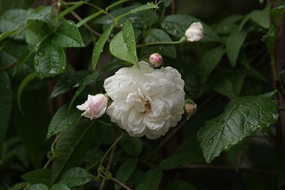 f0170524_1140359.jpg
