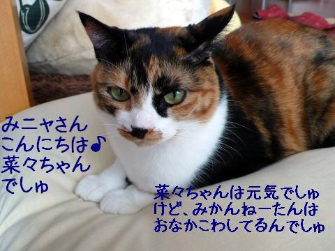 猫による猫のための猫の看病。_c0096628_21525343.jpg