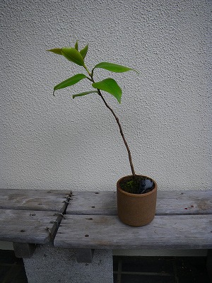 実生の椿 その後 布とお茶を巡る旅