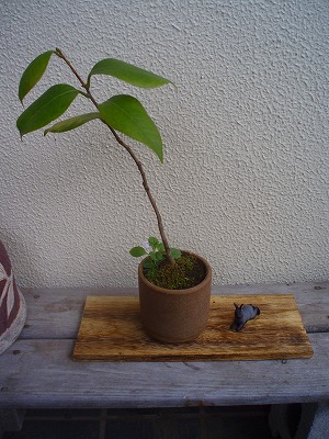 実生の椿 その後 布とお茶を巡る旅 実生の椿 その後 布とお茶を巡る旅