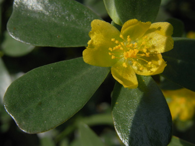 農道のスベリヒユ Common Purslane_f0206939_19212663.jpg