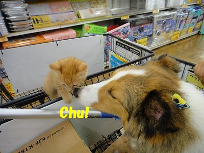 ホームセンターで出会ったニャ~♪_e0195743_219452.jpg