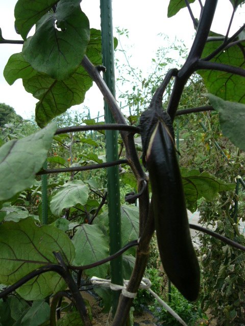 c0222448_11421323.jpg